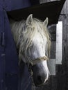 White horse in the stable. Horse in stable looking outside. Royalty Free Stock Photo