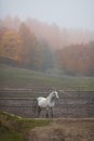 White horse in a stable outdoor Royalty Free Stock Photo