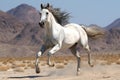 White Horse Stallion in the Desert - Sand Dunes, California, USA Royalty Free Stock Photo