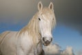 White horse stallion Royalty Free Stock Photo