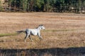 White horse stallion run gallop in golden autumn grass warm sun landscape space for text Royalty Free Stock Photo