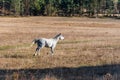 White horse stallion run gallop in golden autumn grass warm sun landscape space for text Royalty Free Stock Photo