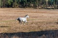 White horse stallion run gallop in golden autumn grass warm sun landscape space for text Royalty Free Stock Photo