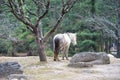 White horse stand alone in wild at Bhutan. Royalty Free Stock Photo