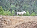 White horse stand alone in wild at Bhutan. Royalty Free Stock Photo