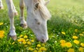 White Horse standing eating on meadow dandelions grass background Royalty Free Stock Photo