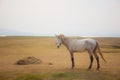 White horse standing on farm field with beautiful sun light Royalty Free Stock Photo