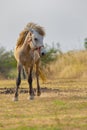 White horse standing on farm field with beautiful sun light Royalty Free Stock Photo