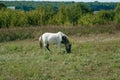 white horse standing in the field eating grass Royalty Free Stock Photo