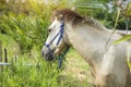 White horse standing in a field Royalty Free Stock Photo