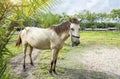 White horse standing in a field Royalty Free Stock Photo