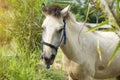 White horse standing in a field Royalty Free Stock Photo