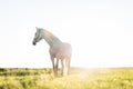 White horse standing on the grass field in the sunset. Royalty Free Stock Photo