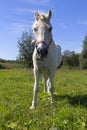 White horse standing on a green field. A beautiful white horse feeding in a green pasture. Royalty Free Stock Photo