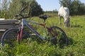 White horse standing on a green field and bike. A beautiful white horse feeding in a green pasture. Royalty Free Stock Photo