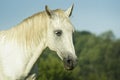 White horse standing in a green field under a blue sky