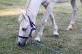 White horse standing on a green field Royalty Free Stock Photo