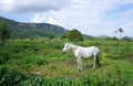 White horse standing on the ground outdoor Royalty Free Stock Photo