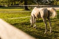 White horse stands on its back in green field at sunset Royalty Free Stock Photo