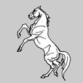 White horse is standing on its hind legs  , isolated hand drawing Royalty Free Stock Photo