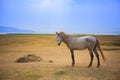 White horse standing in open rural farm against beautiful sun li Royalty Free Stock Photo