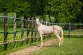 White horse standing in a paddock on a sunny summer day Royalty Free Stock Photo