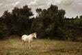 White Horse Royalty Free Stock Photo