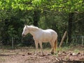 White horse standing Royalty Free Stock Photo