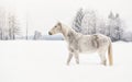 White horse standing on snow field, side view, blurred trees in background Royalty Free Stock Photo