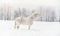 White horse standing on snow field, side view, blurred trees in background Royalty Free Stock Photo