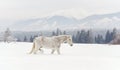 White horse standing on snow field, side view, blurred trees in background Royalty Free Stock Photo