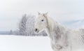 White horse standing on snow field, side view detail on head, blurred trees in background Royalty Free Stock Photo