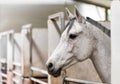 White horse standing in stall