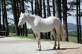 White horse standing still Royalty Free Stock Photo