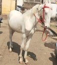 A white horse standing in the street Royalty Free Stock Photo