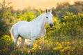 White horse standing in sunset light Royalty Free Stock Photo