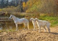 Beautiful russian borzoi dogs with white horse Royalty Free Stock Photo