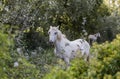 A white horse stands in the bushes in the Camargue national park in France Royalty Free Stock Photo