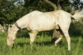 White horse stands on green grass