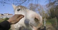 White horse steed in garden with fence walking and grazing.