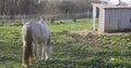 White horse steed in garden with fence walking and grazing.