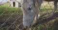 White horse steed in garden with fence walking and grazing.