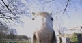 White horse steed in garden with fence walking and grazing.