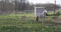 White horse steed in garden with fence walking and grazing.