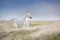 White horse in stipa Royalty Free Stock Photo