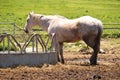 WHITE HORSE STUD Royalty Free Stock Photo