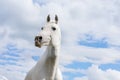White horse on summer blue sky and clouds with funny interrogative expression