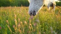 White horse in a summer meadow. Portrait of a white horse in flowers at sunrise. White horse in a field at sunset. Royalty Free Stock Photo