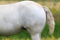 White Horse on summer pasture.