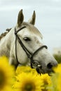 White horse in sunflower field Royalty Free Stock Photo